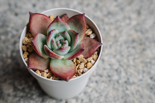 Beautiful succulent plant native to Mexico, Echeveria colorata variety Nahuala with blue and red color