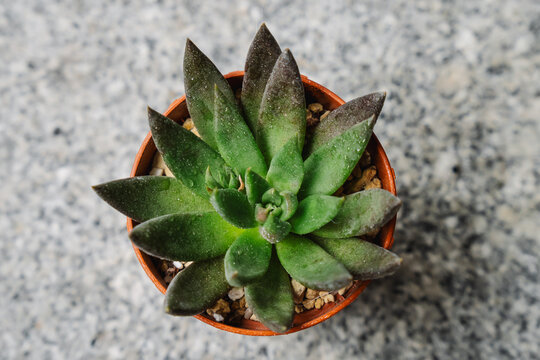 Beautiful black and green echeveria black knight succulent plant