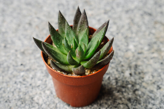 Beautiful black and green echeveria black knight succulent plant