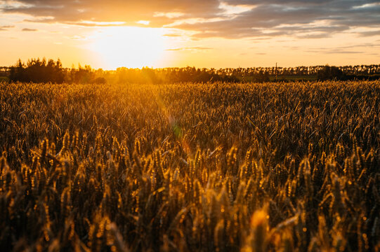 colorful sunset over a field of golden wheat, ears of wheat in the rays of the setting sun