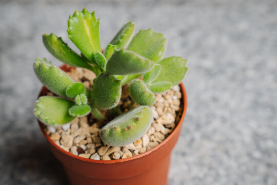 Young Cotyledon tomentosa variegata succulent plant, with white hairs that protect it from the sun