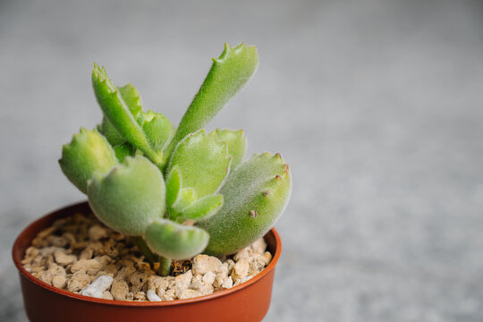 Young Cotyledon tomentosa variegata succulent plant, with white hairs that protect it from the sun