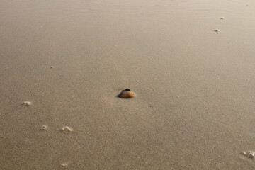 Minimal Sand Texture With Small Shell On Beach