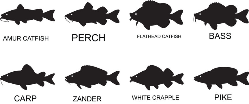 Collection of eight popular freshwater fish species silhouettes with their names on a white background