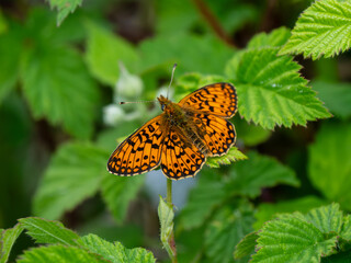 Obraz premium A Small Pearl-boardered Fritillary Butterfly