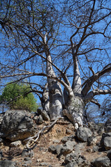 Baobab Tree in Dhofar. Salalah. Oman