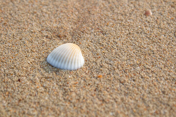 Single White Seashell On Sandy Beach