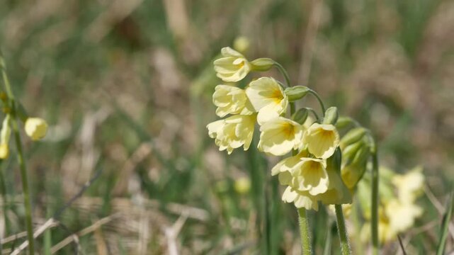 Yellow cowslip flower swaying in the wind