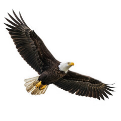Obraz premium Majestic bald eagle in flight
