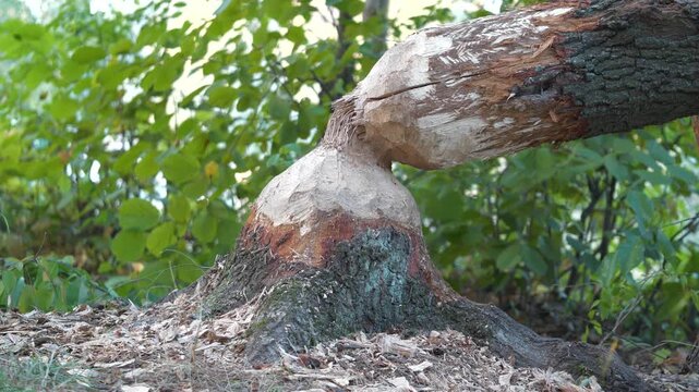 Tree felled by beaver. Tree trunk with bite marks of beavers. Beaver bite marks on trunk of tree. Beaver gnawed tree. Damaged wood by a bobber
