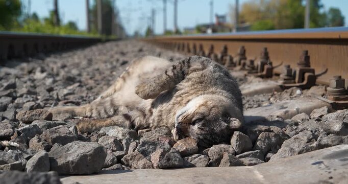 Dead cat lies on railway. Cat ran across the road and was hit by train. Flies fly and creeps on a dead cat. Cinema 4K 60fps video
