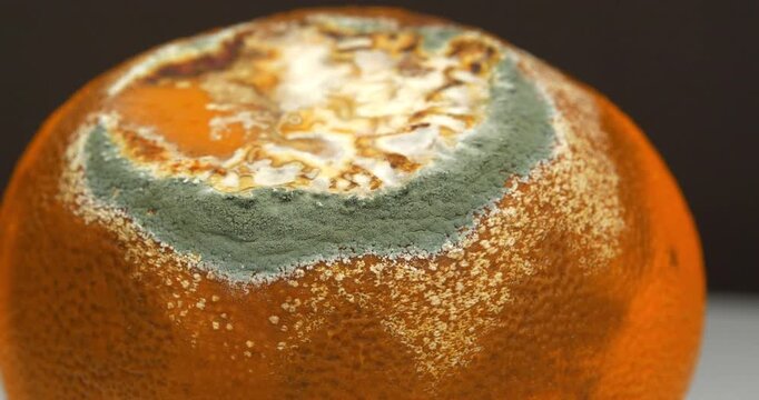 Rotten mandarin. Tangerine covered with mold. Rotten citrus fruit, rotates on brown background, close-up video
