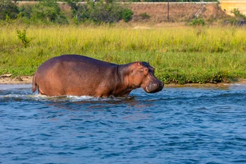 Poster de jardin  hippopotamus in the river  © Karin