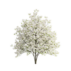 Obraz premium A delicate white floral arrangement on a black background