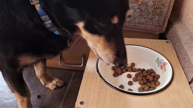 Little black dog eats a food from his bowl
