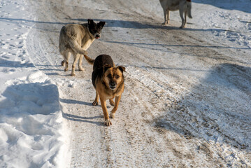 pack of aggressive dogs