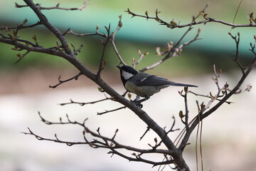 bird on a branch