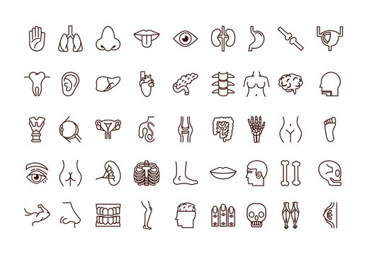 Human Anatomy Line Design Set