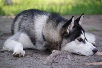 siberian husky dog © 0990930308