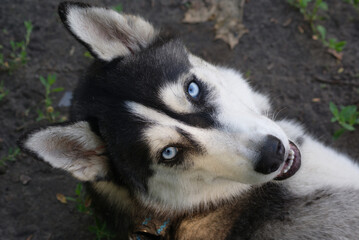 siberian husky puppy © 0990930308