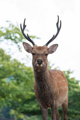 Naklejka premium Nara Park