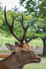 Fototapeta premium Nara Park