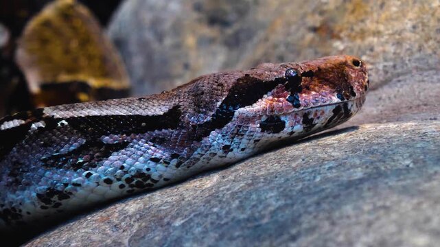 Close up head of a boa constrictor or python snake head moving around rocks in slow motion