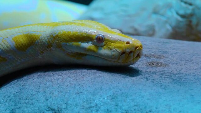 A close up view of an albino python snake head slowly crawling over  rocks on acloudy day
