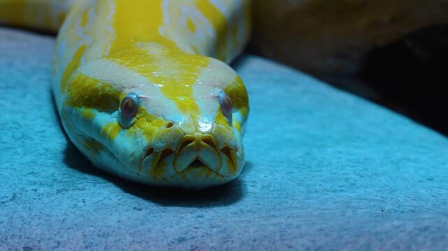 A close up view of an albino python snake head slowly crawling over  rocks on acloudy day
