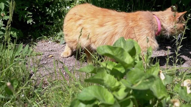 A ginger cat enjoys a sunny day in the garden, exploring the lush greenery. Its playful curiosity adds a touch of charm to the serene setting.