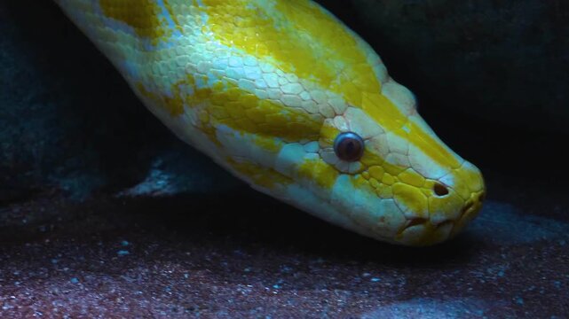 A close up view of an albino python snake head slowly crawling over  rocks on acloudy day
