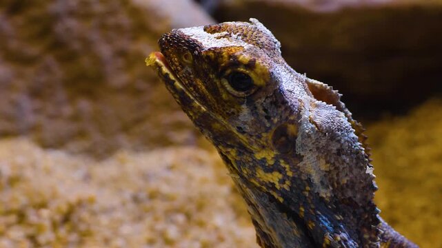 Close up of a jesus lizard head standing and looking around on a cloudy day.