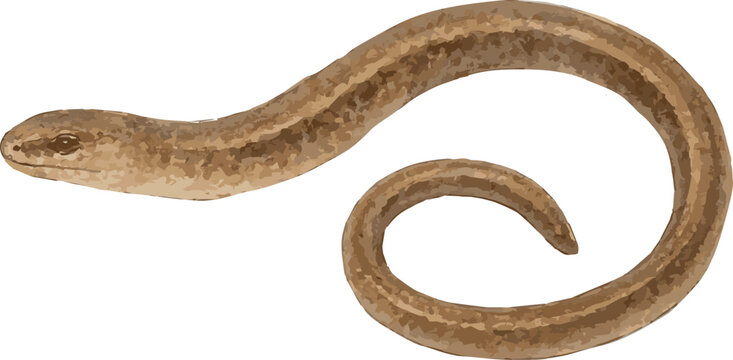 Vector watercolor illustration of a slow worm