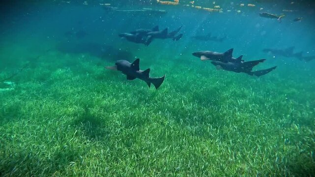 Nurse sharks (Ginglymostoma cirratum) swimming near caye Caulker