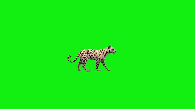 A majestic jaguar with intricate rosette patterns performs a steady walk cycle on a solid green background. This high-fidelity 3D creature is ideal for cinematic film and educational use.