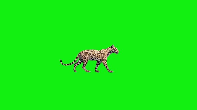 A majestic jaguar with intricate rosette patterns performs a steady walk cycle on a solid green background. This high-fidelity 3D creature is ideal for cinematic film and educational use.