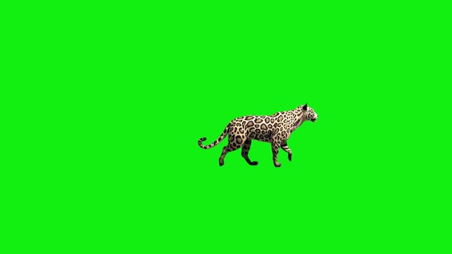 A majestic jaguar with intricate rosette patterns performs a steady walk cycle on a solid green background. This high-fidelity 3D creature is ideal for cinematic film and educational use.