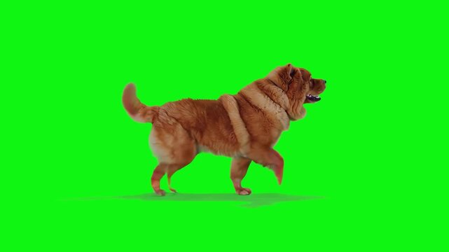 A 3D rendered Shar Pei dog with its characteristic wrinkled skin walks across a solid green background. This specialized animal asset is designed for seamless integration into digital scenes and adver