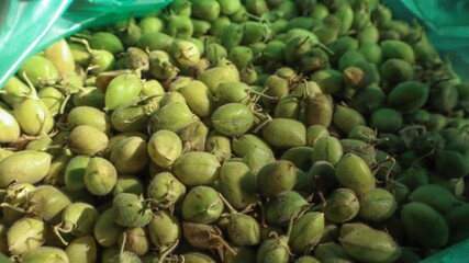 Fresh Green raw chickpeas unpeeled tasty. Hara chana indian