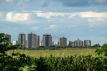 Skyline of Ribeirao Preto city seen through green corn stalks