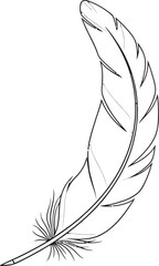 Feather illustration with delicate details and flowing lines