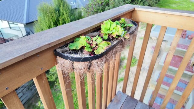 A black metal trough planter with a coconut coir liner holds young lettuce plants, mounted on a wooden balcony railing for efficient urban gardening.
