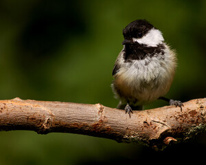 Obraz premium Black-capped chickadee on a branch during nesting