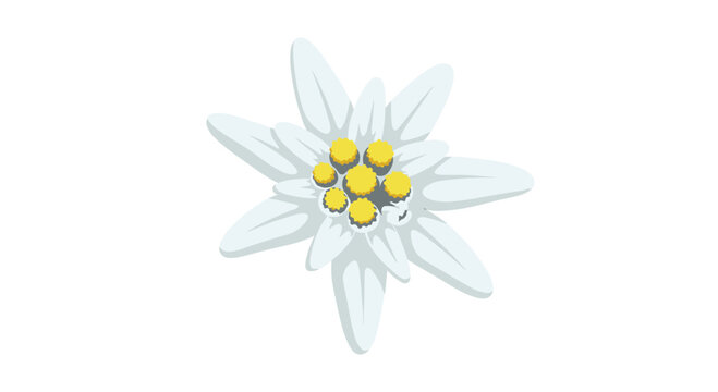 Top-down view of a single white edelweiss flower with multiple petals and a yellow central cluster.