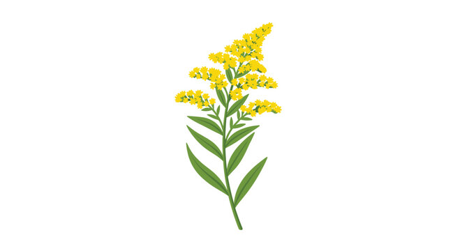 Vibrant goldenrod plant with bright yellow flowers and green leaves, standing tall, isolated on a clean white background.