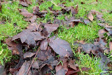 Naklejka premium Burgundy leaves resting on fresh green spring grass.
