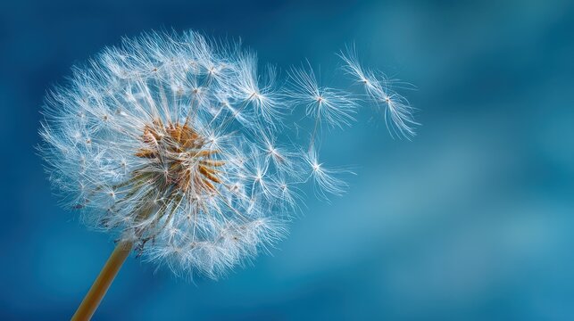 Wind-tossed dandelion seeds: airy macro scene with blue sky backdrop