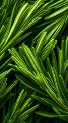 Fototapeta premium Lush green sprigs form a captivating pattern with their vibrant and textured leaves. The photo emphasizes the intricate details of each sprig, creating a fresh and aromatic feel