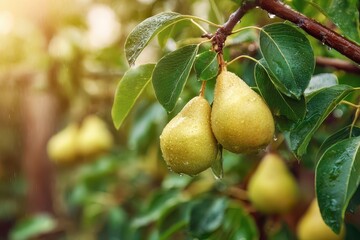 Sunlit pears on a lush tree in a tranquil fruit garden
