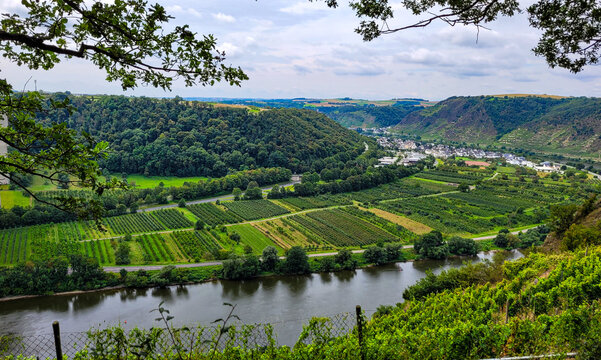 Top view of the the Mosel valley with picturesque vineyards on steep slopes along the Moselle River, near Winningen in Germany.